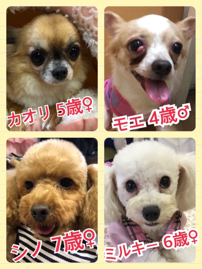 【今日の里親様募集中ワンコメンバー🐶】2018,5,17